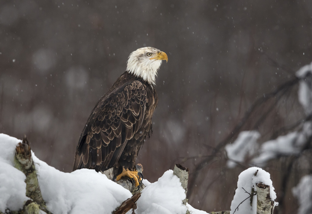 Bald Eagle Winter Perch by Greg Barsh — canvas wall art