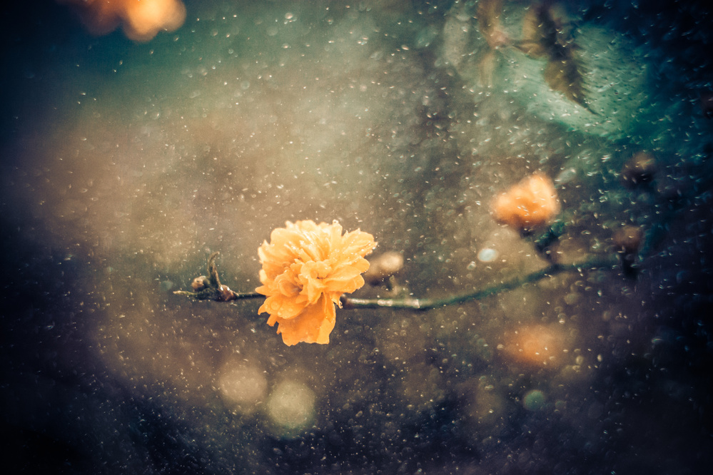 Dreamy Yellow Bloom by António Bernardino Coelho — canvas wall art