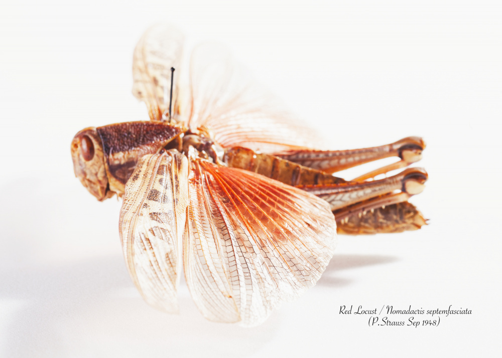 Red Locust Specimen by Johan Botha "Sabie" — canvas wall art