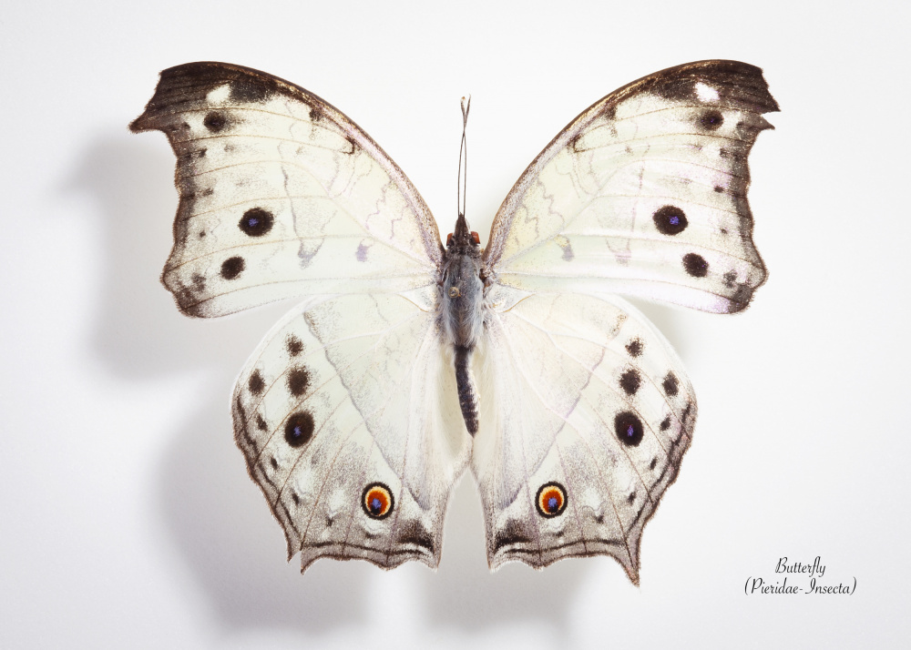 Pristine White Butterfly by Johan Botha "Sabie" — canvas wall art