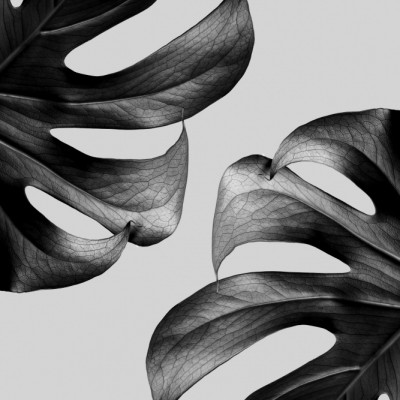 Elegant Monstera Duo