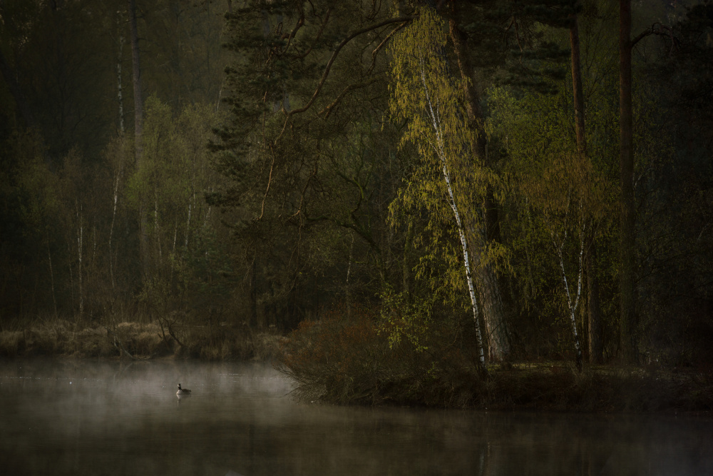 Misty Forest Lake by Anton van Dongen — canvas wall art