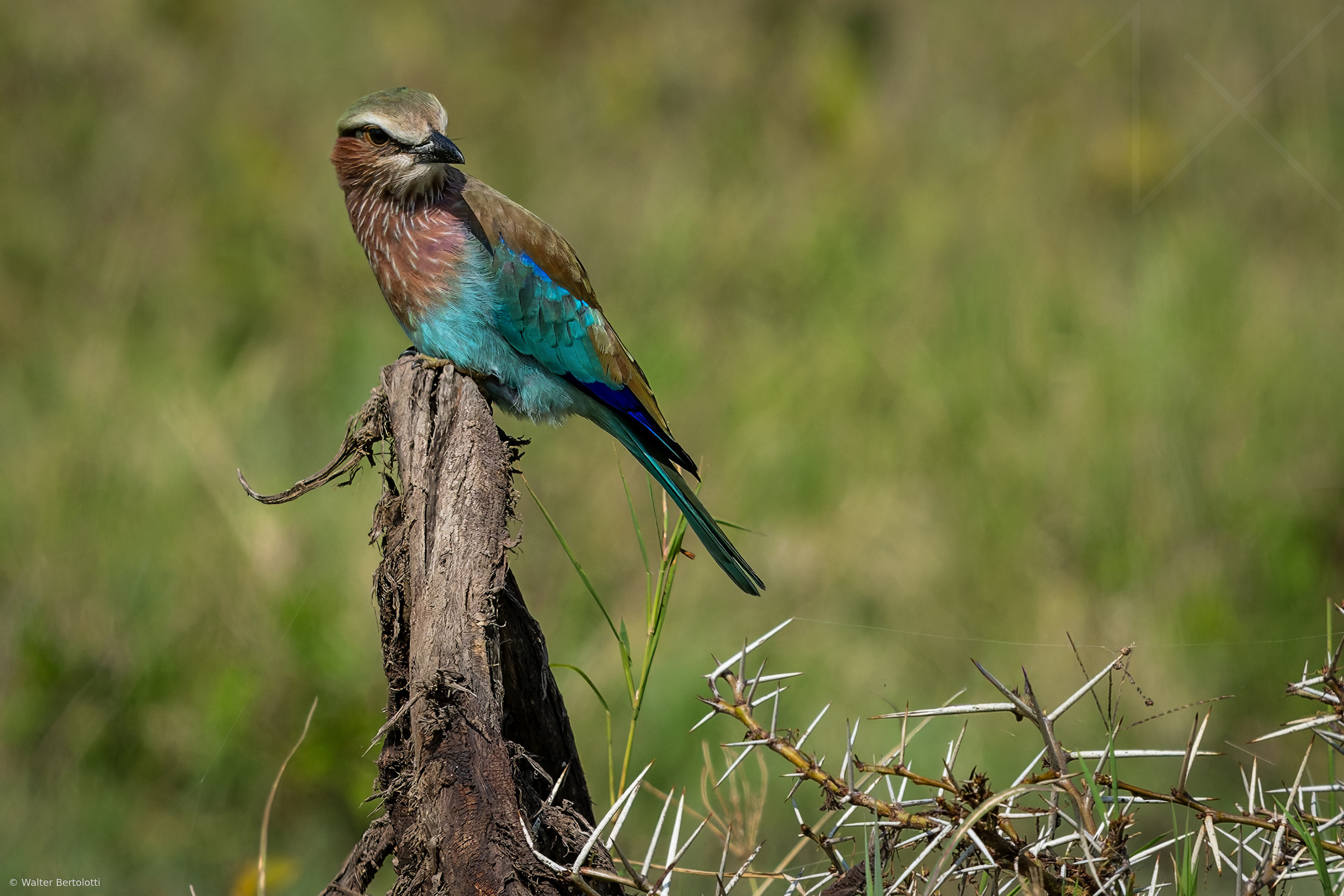 Coracias caudatus