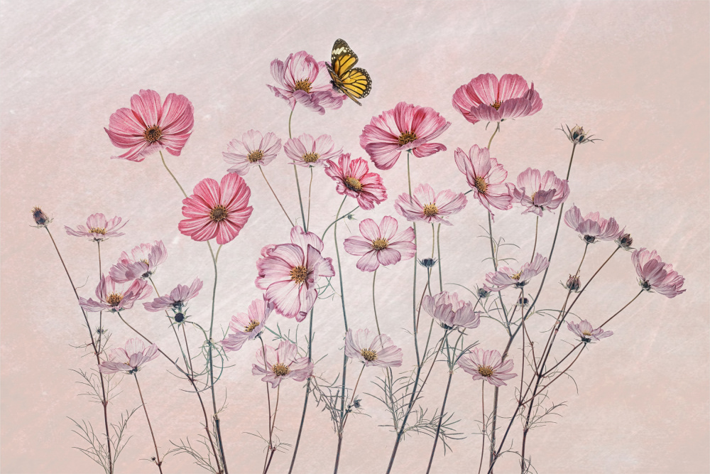 Pink Cosmos Butterfly by Lydia Jacobs — canvas wall art