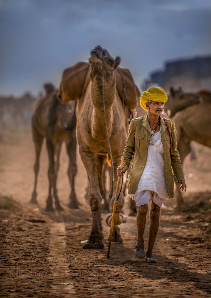 Desert Wanderer with Camels by Rana Jabeen — canvas wall art
