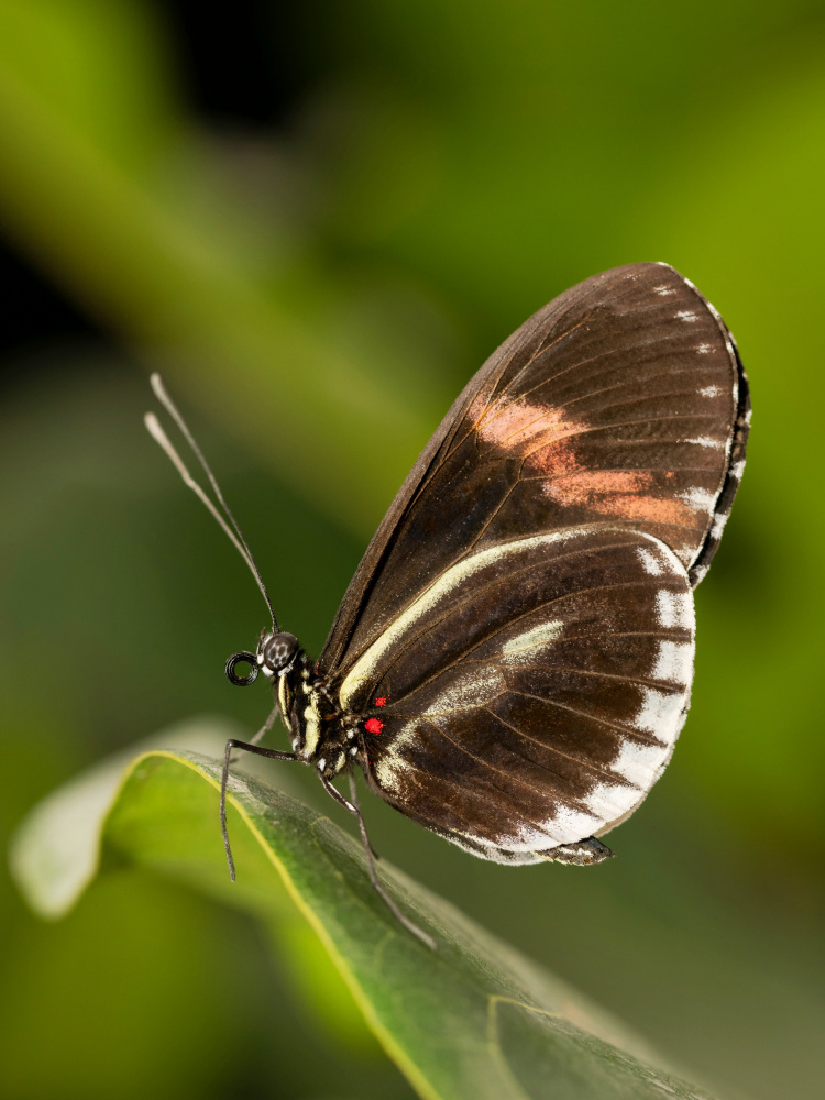 Vibrant Tropical Butterfly by Rostislav Kralik — canvas wall art