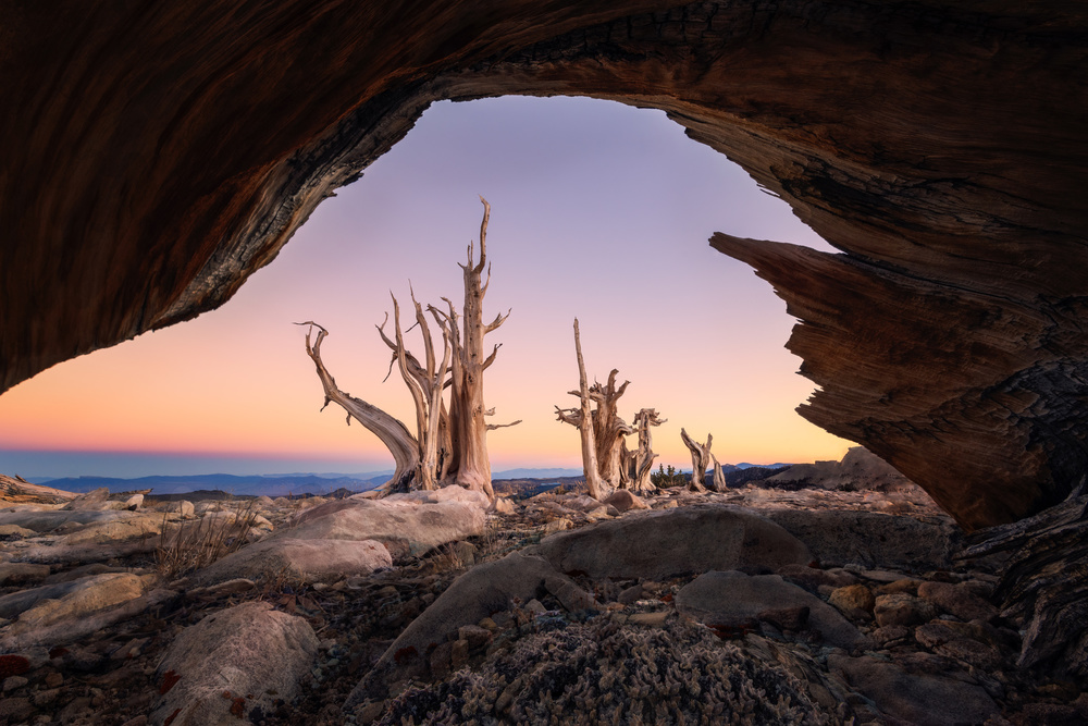 Ancient Bristlecone Archway by Leah Xu — canvas wall art