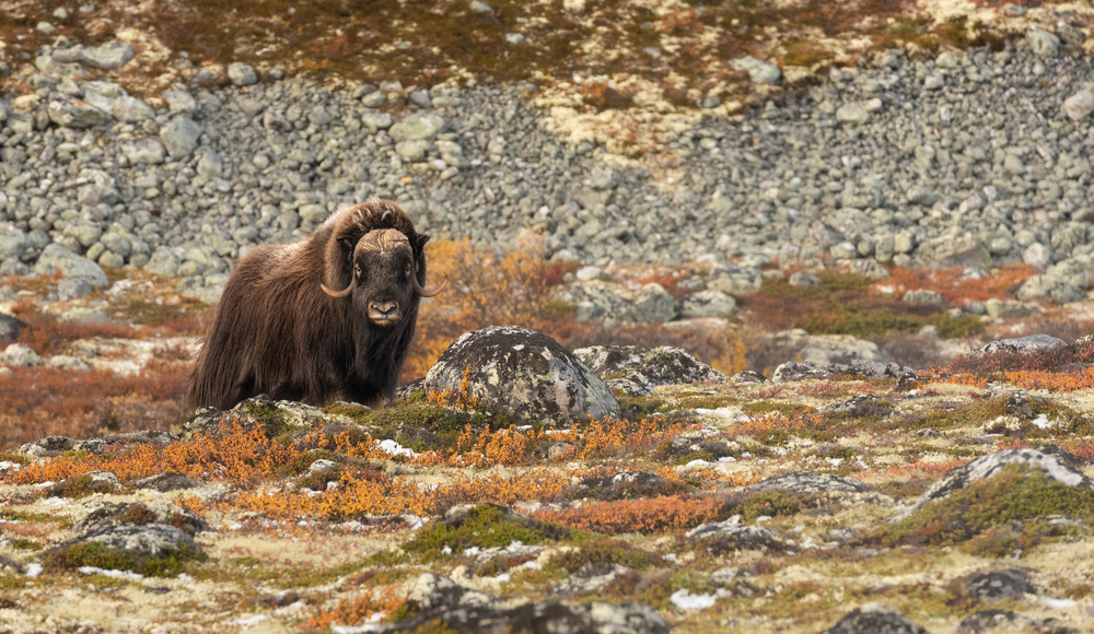 Majestic Tundra Musk Ox by Ann Cornelis — canvas wall art