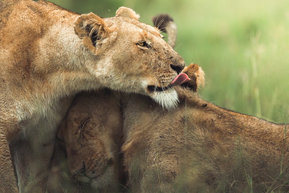 Lions Tender Moment by Ahmed Sobhi — canvas wall art