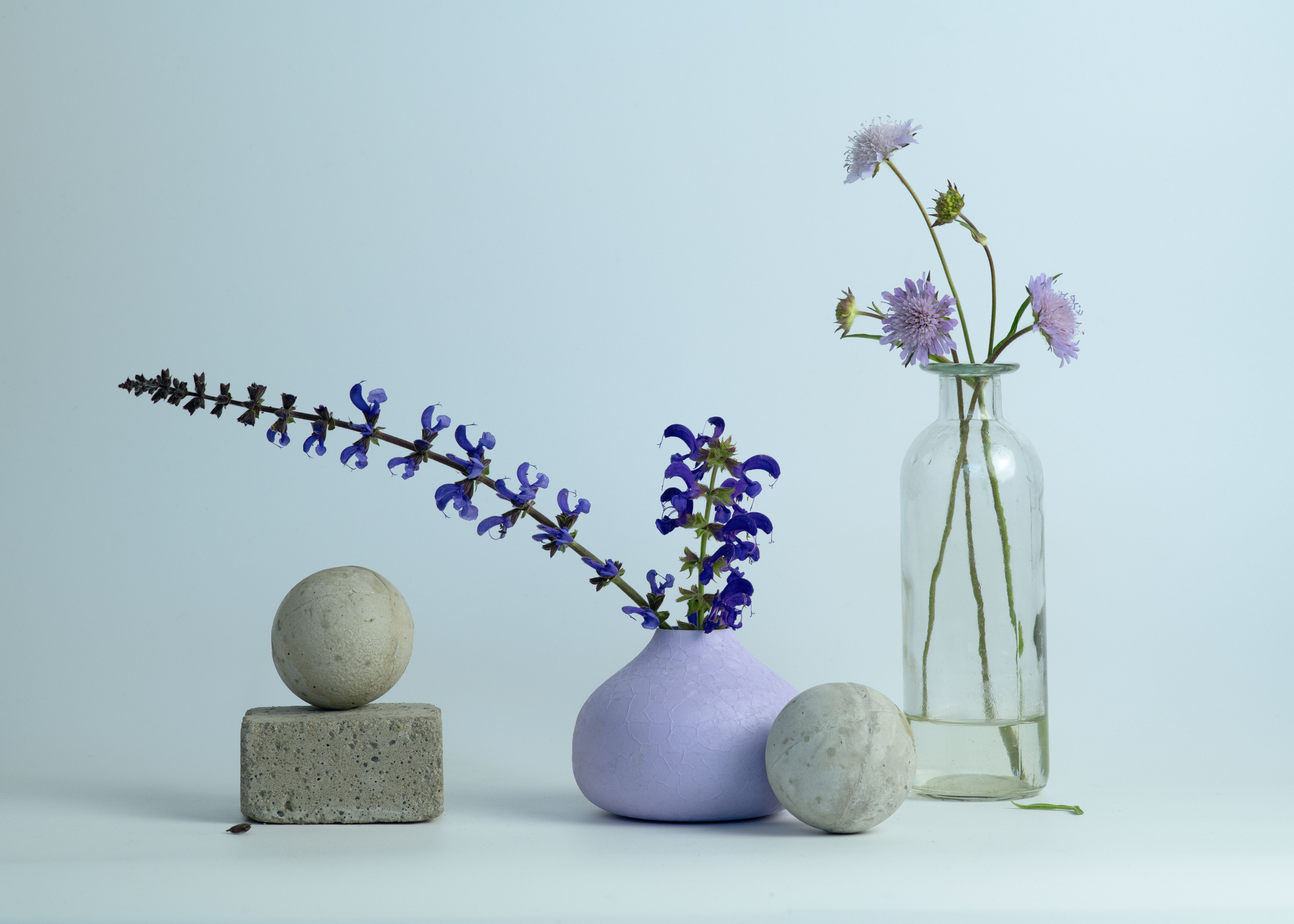 Field meadow flower & Meadow sage