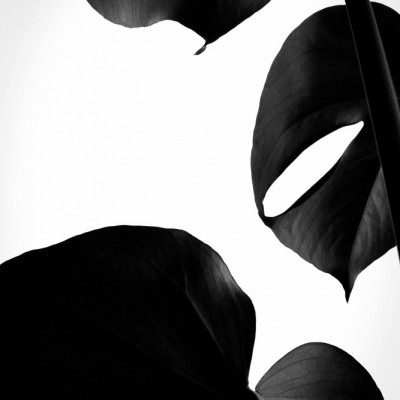 Contrasty Monstera