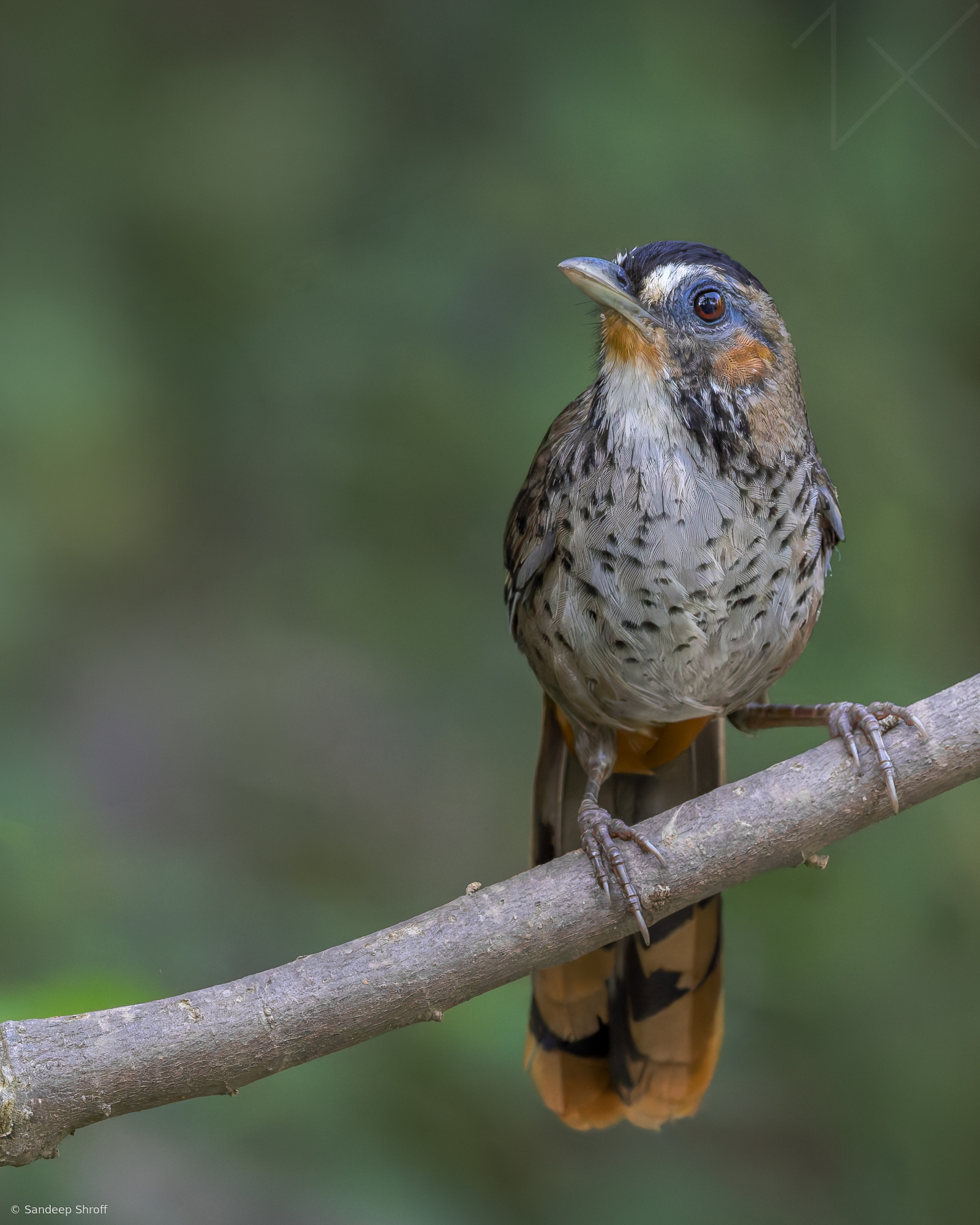Rufous chinned laughing thrush