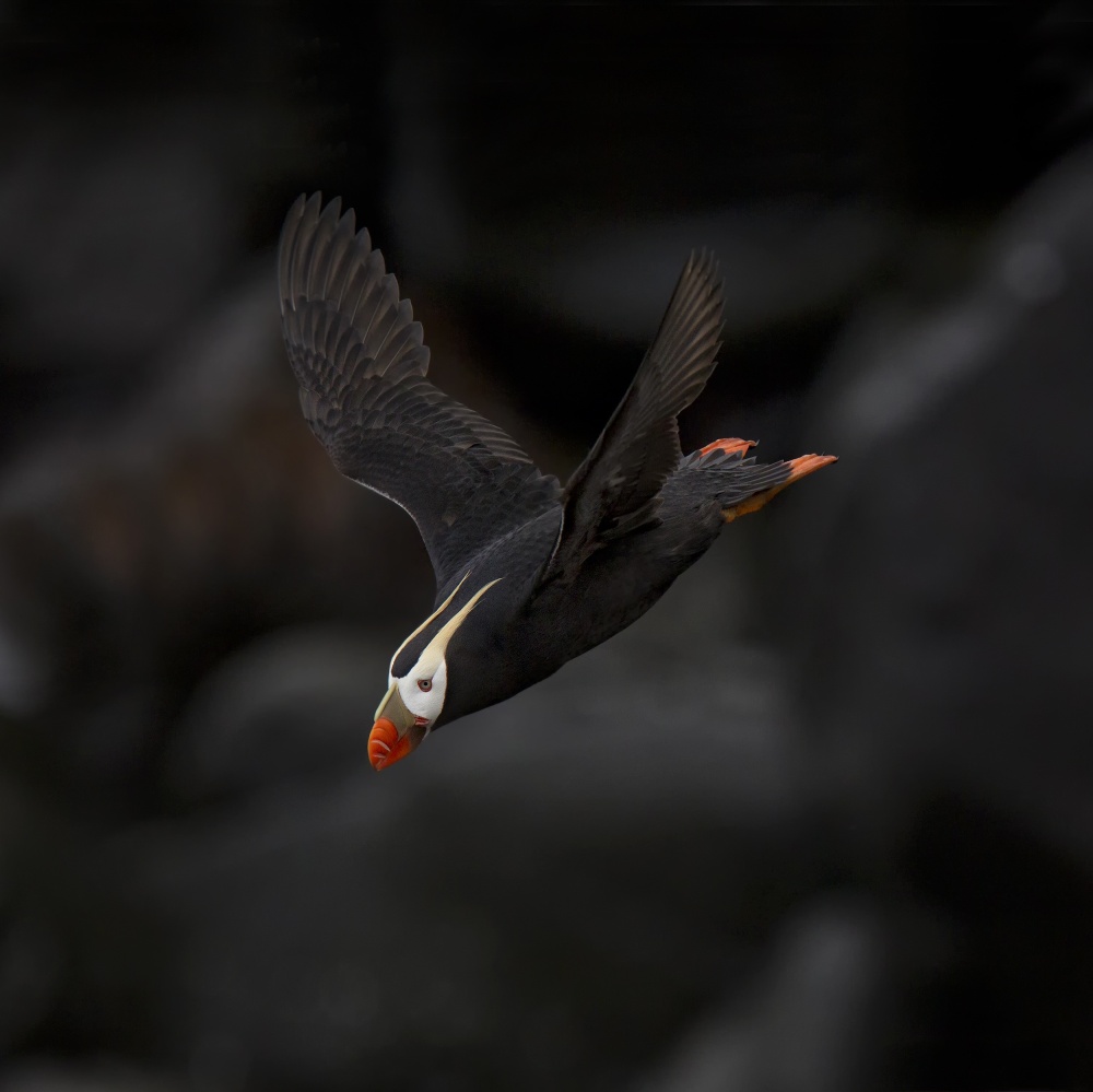 Tufted Puffin in Flight by Peter Stahl — canvas wall art