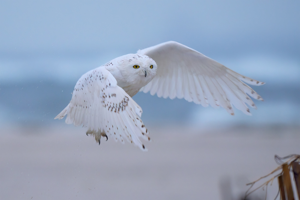 Snowy Owl In Flight by Johnny Chen — canvas wall art