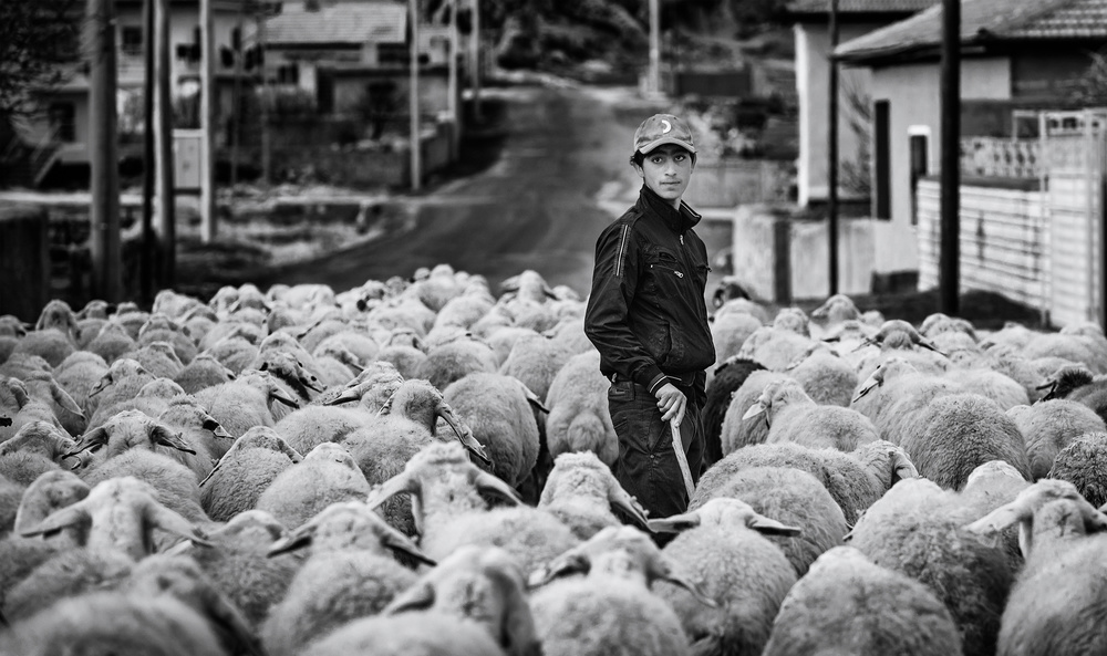 Young Shepherd and Flock by Yavuz Pancareken — canvas wall art