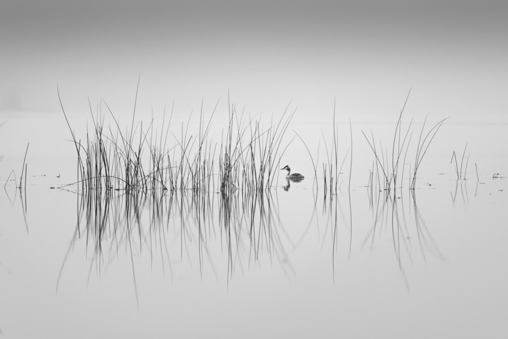 Misty Lake Grebe by Benny Pettersson — canvas wall art