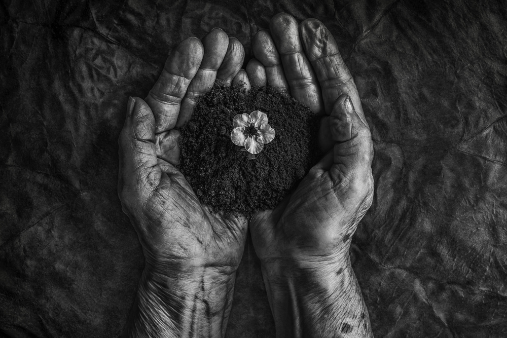 Old Hands New Life by Stephen Clough — canvas wall art