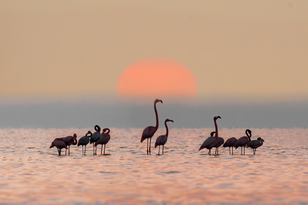 Serene Flamingo Sunset by Feng Qin — canvas wall art