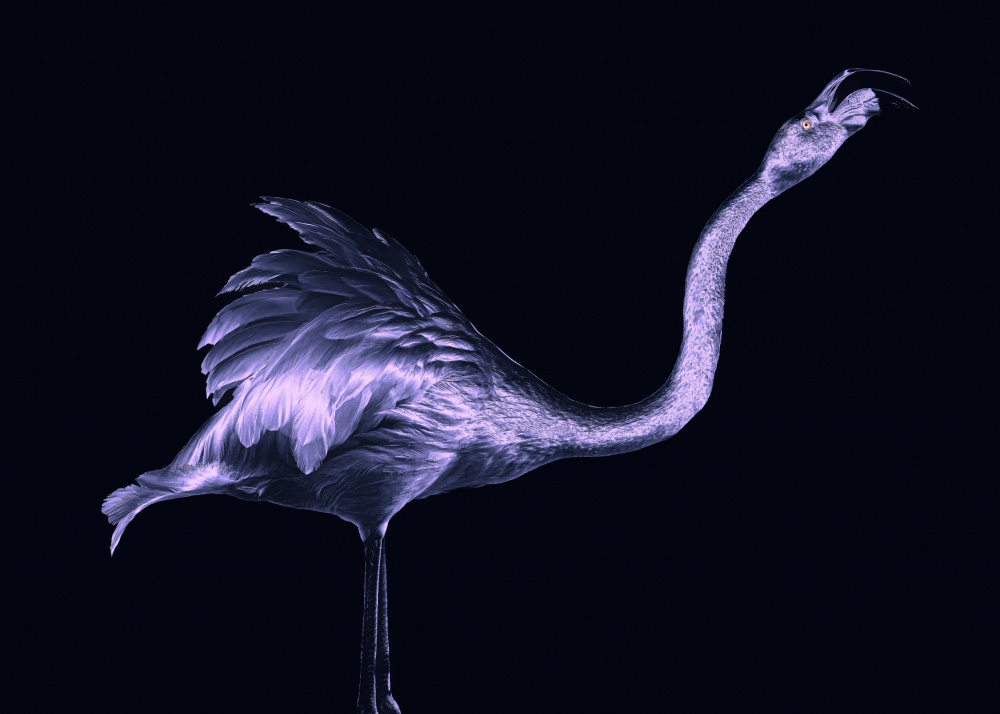 Purple Flamingo Elegance by Georgios Tsikiridis — canvas wall art