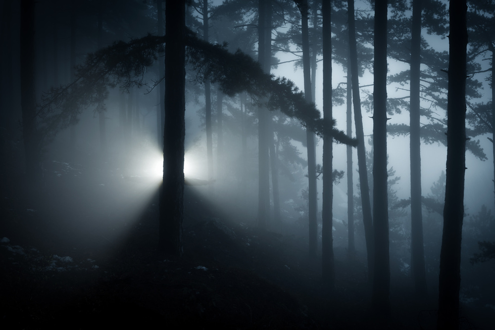 Mysterious Forest Glow by Riccardo Lucidi — canvas wall art