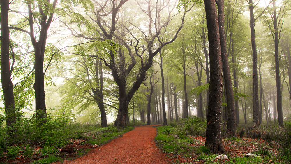 Misty Forest Path by Leif Løndal — canvas wall art