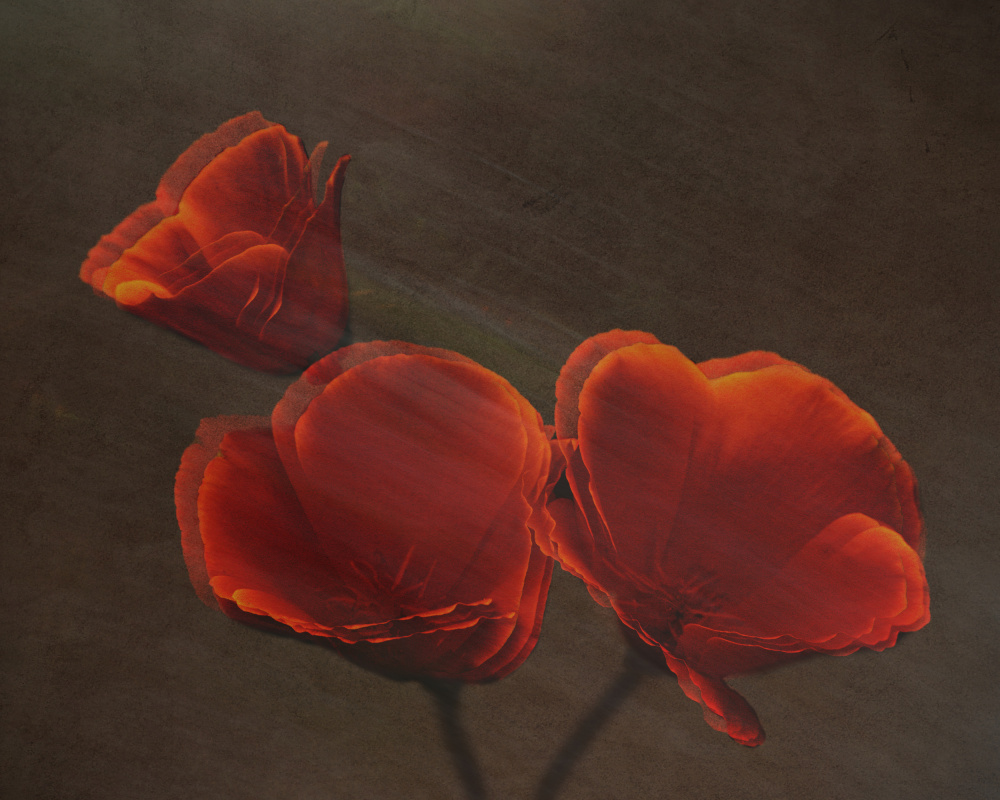 Dancing Red Blooms by Jay Marik — canvas wall art