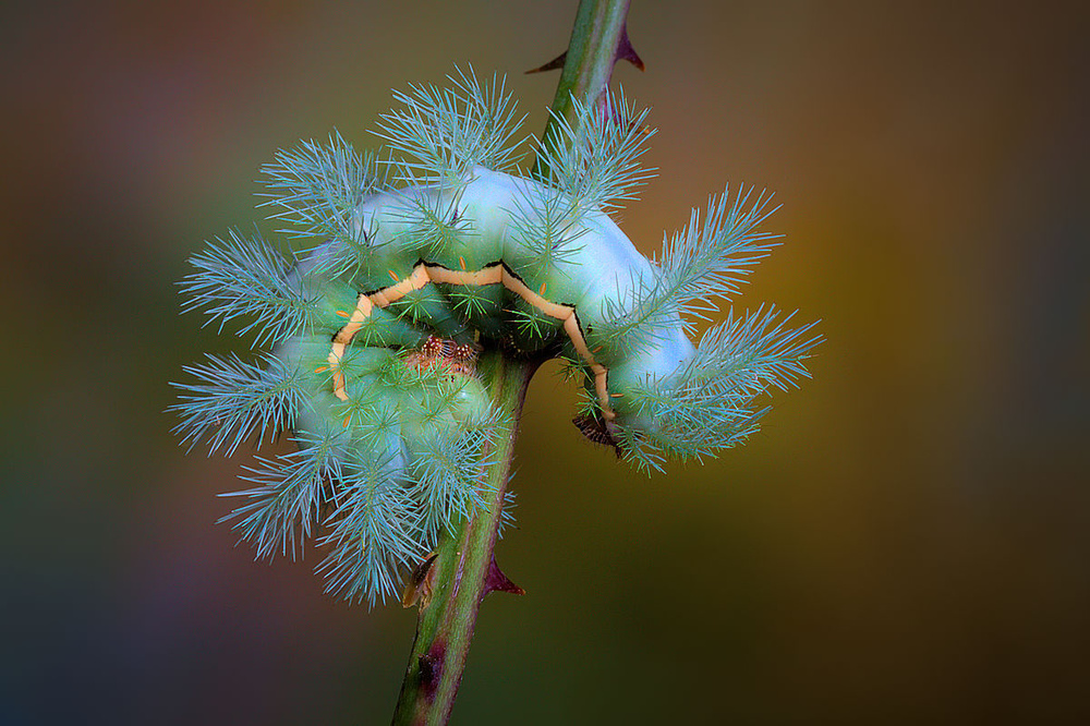 Vibrant Spiky Caterpillar by Jimmy Hoffman — canvas wall art