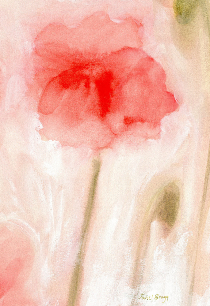 Soft Red Poppy Bloom by Janel Bragg — canvas wall art
