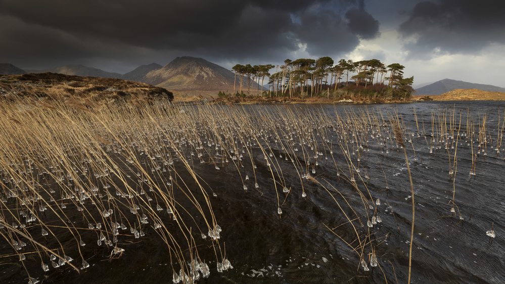 Icy Reeds Mountain Lake by Peter Krocka — canvas wall art