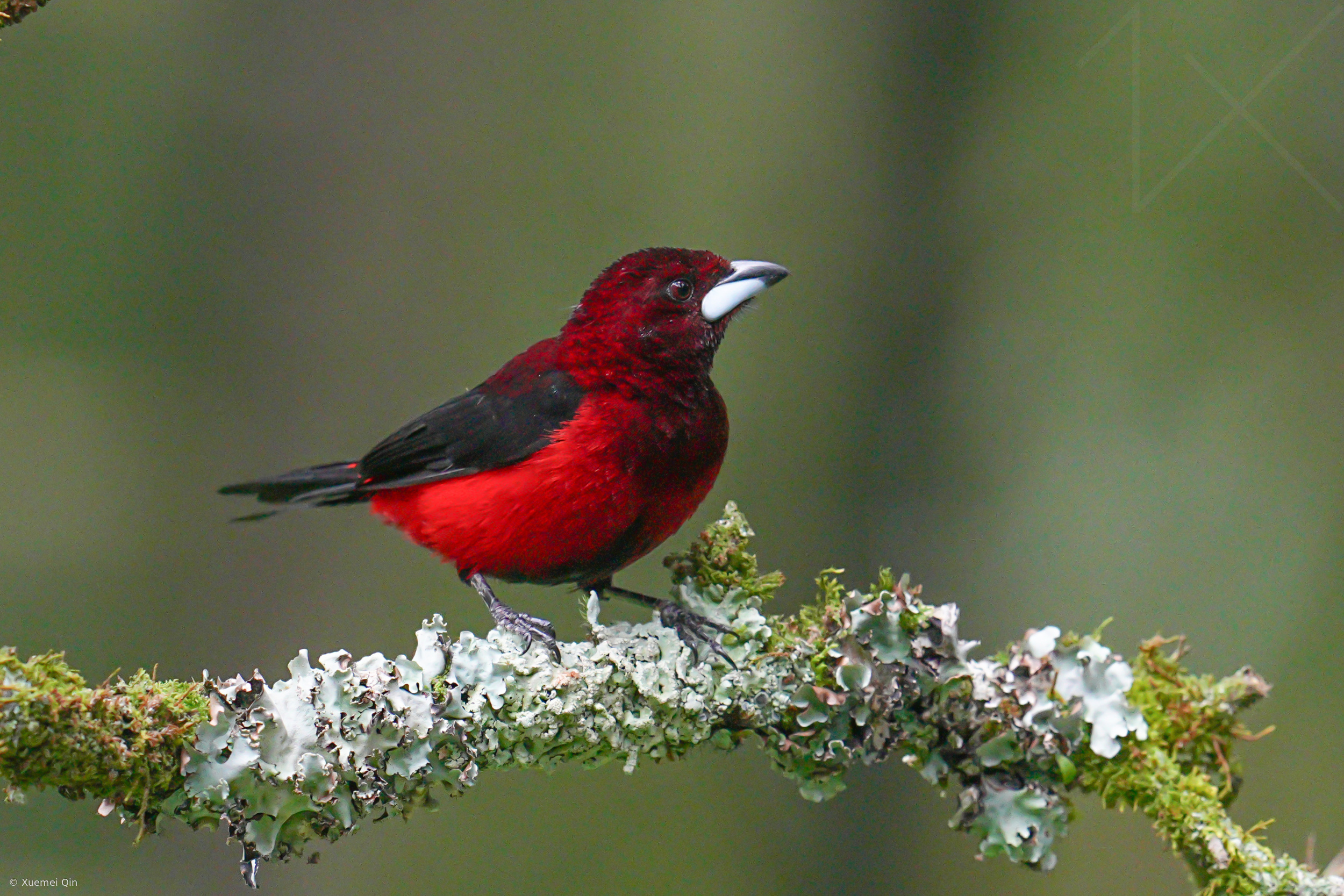 Crimson Backed Tanager