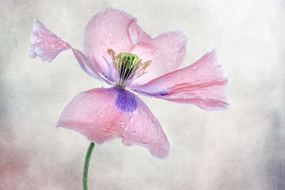 Pastel poppy by Mandy Disher — canvas wall art