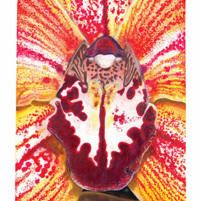 Vibrant Orchid Bloom