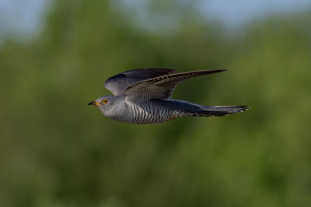 Cuckoo In Flight by Rostislav Kralik — canvas wall art