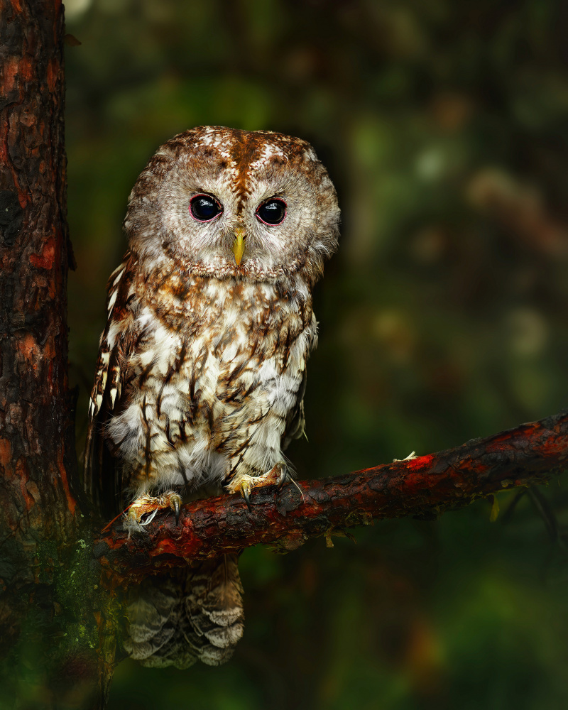 Young Woodland Owl by Michaela Firešová — canvas wall art