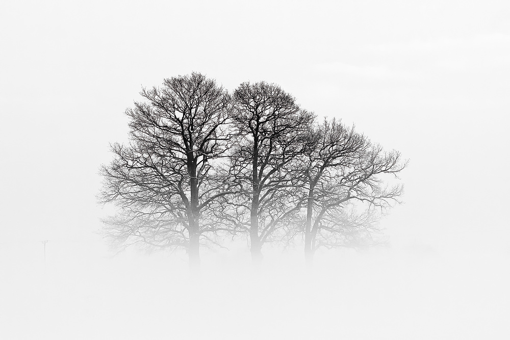 Misty Winter Trees by Oliver Buchmann — canvas wall art