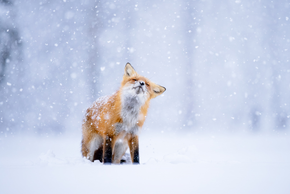 Winter Fox Serenity by Johnny Chen — canvas wall art