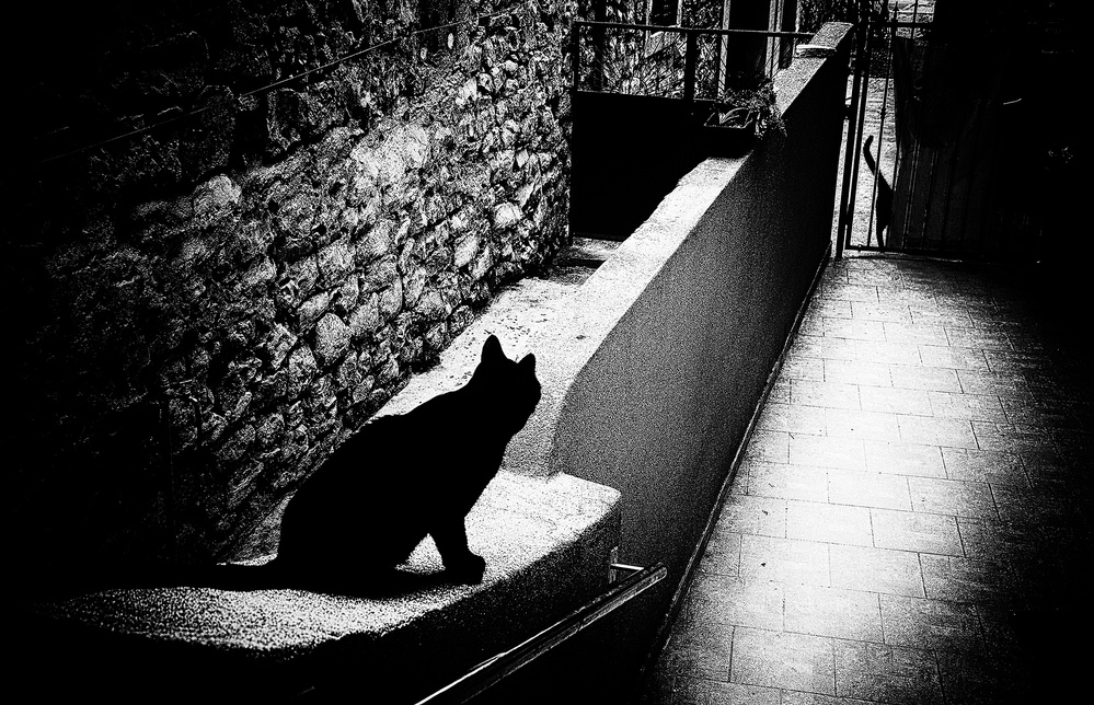 Chat noir by Samanta Krivec — canvas wall art