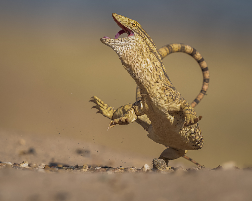 Leaping Desert Lizard by Ahmed Sobhi — canvas wall art