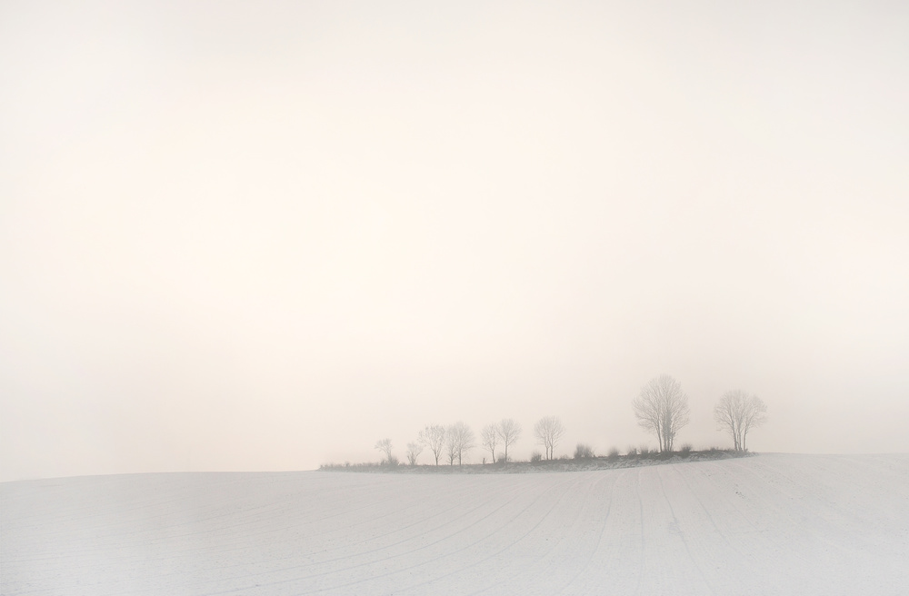 Minimalist Winter Trees by Lou Urlings — canvas wall art