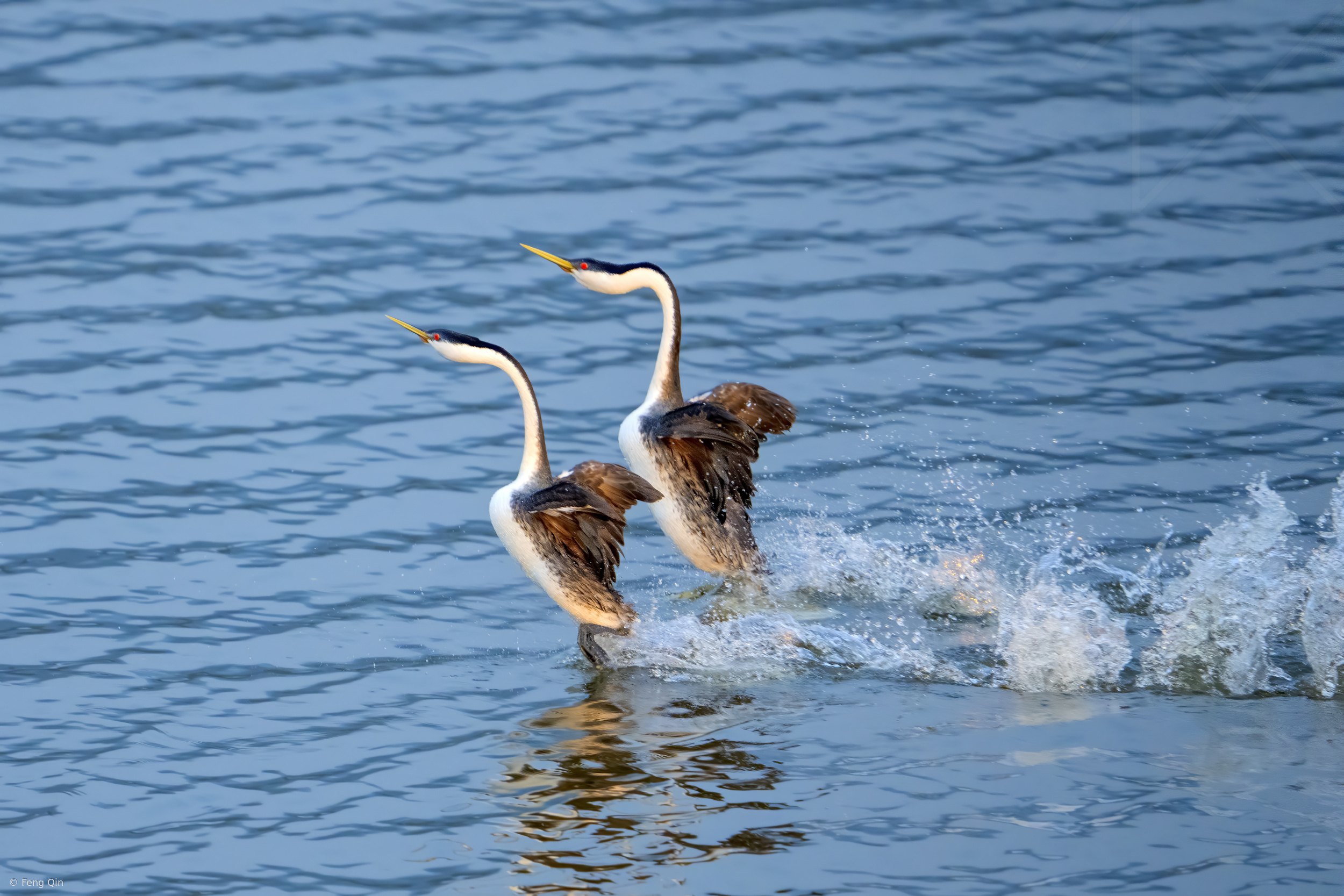 Dancing Together! by Feng Qin
