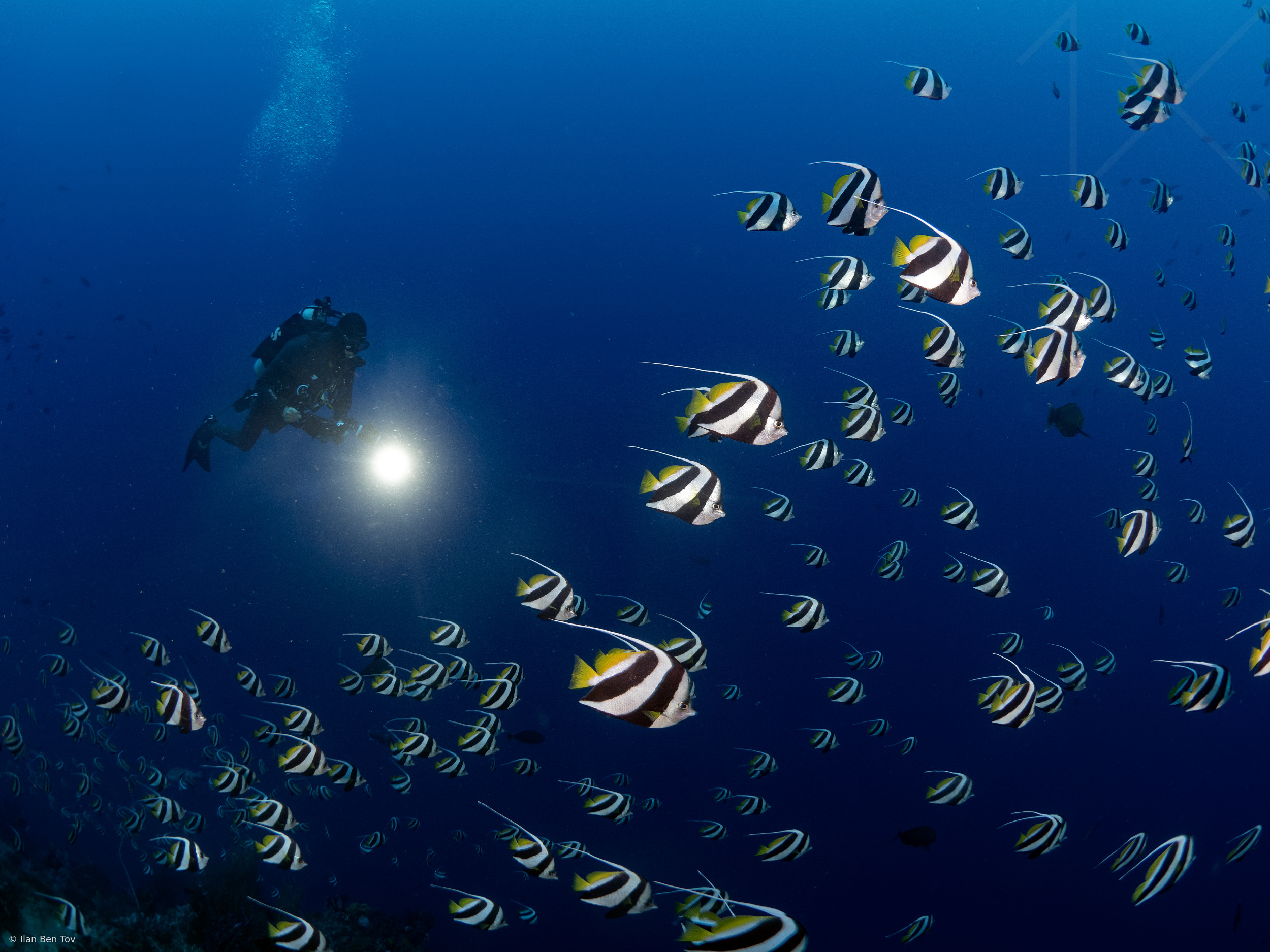 Schooling bannerfish and a diver