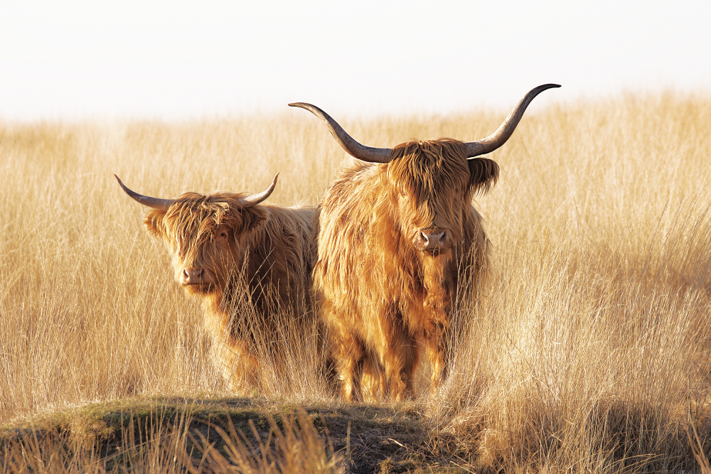 Golden Hour Highland Cows by Jaap van den Helm — canvas wall art