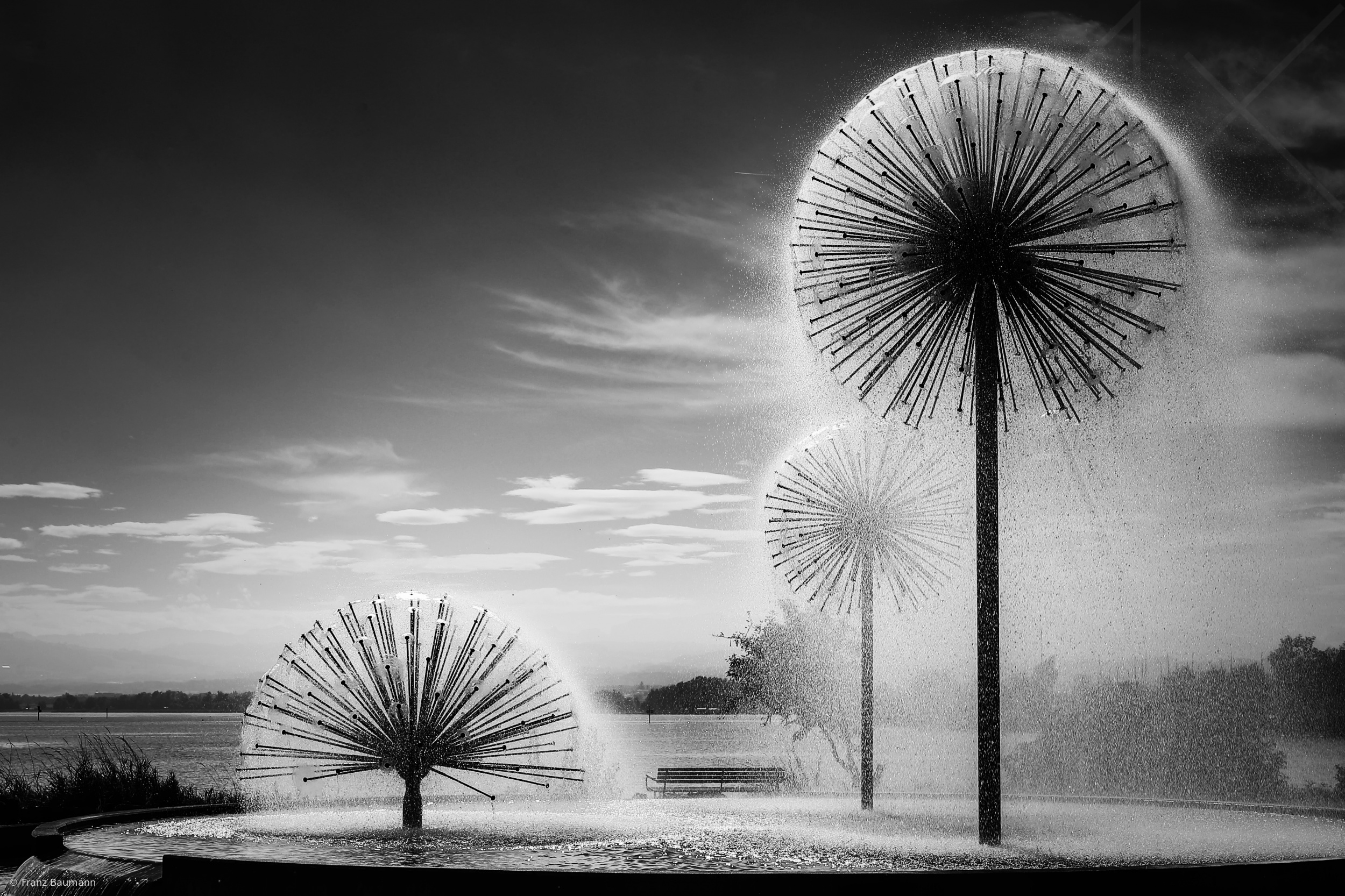 Dandelions