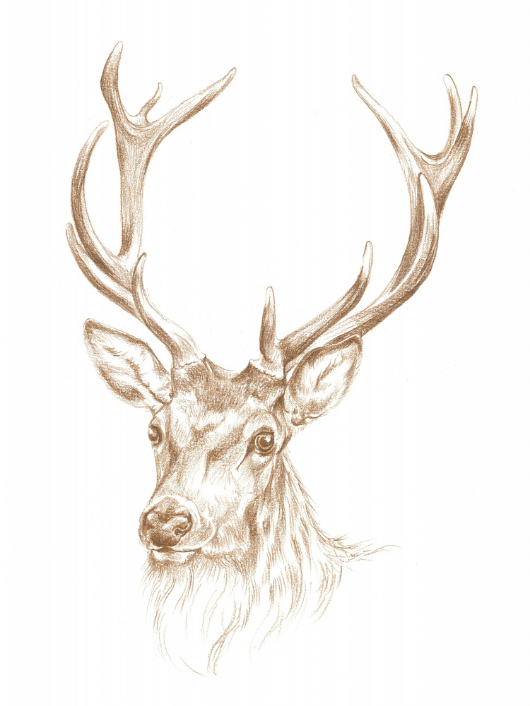 Majestic Stag Portrait by Isabelle Brent — canvas wall art