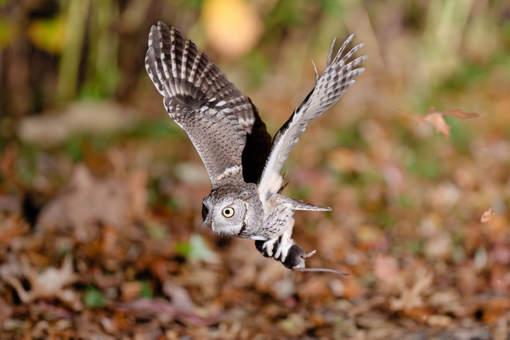 Owl Catches Prey by Johnny Chen — canvas wall art