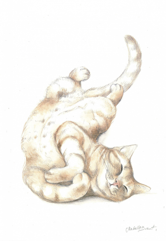 Relaxed Cat by Isabelle Brent — canvas wall art