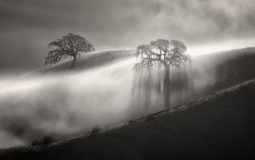 Dramatic Misty Trees by Dianne Mao — canvas wall art