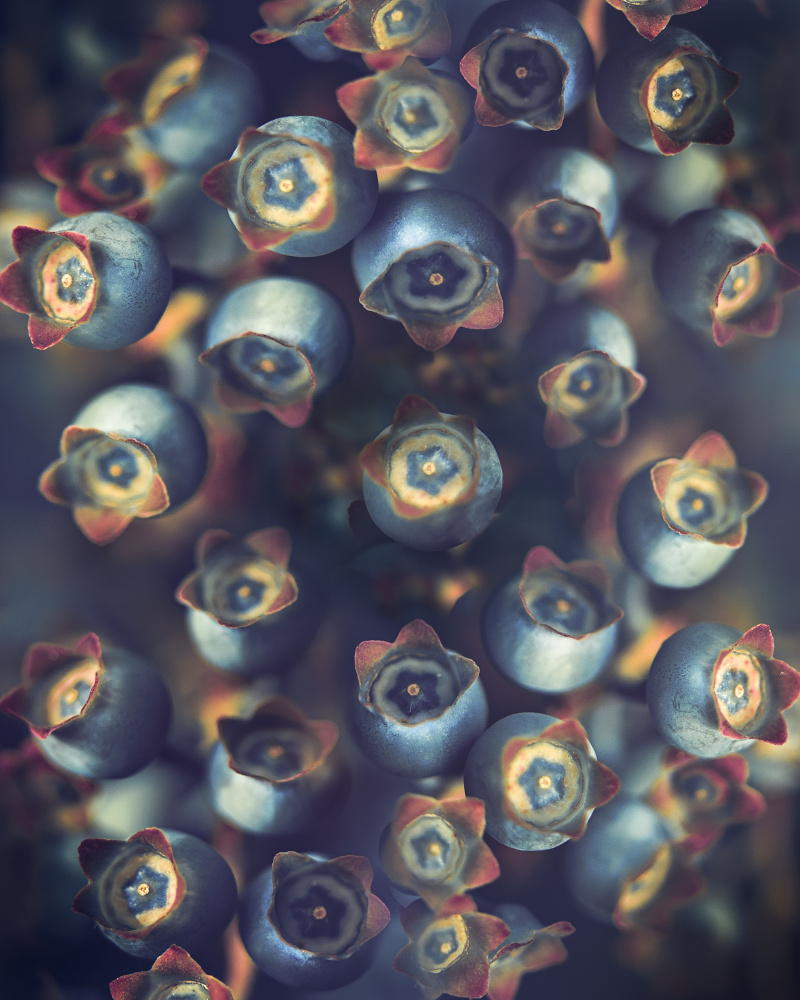 Vibrant Blueberry Cluster by Kristina Zvinakeviciute — canvas wall art