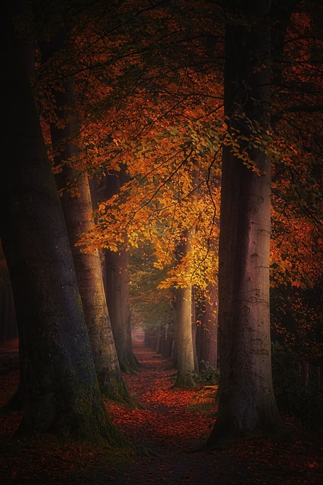 Enchanted Forest Glow by Saskia Dingemans — canvas wall art