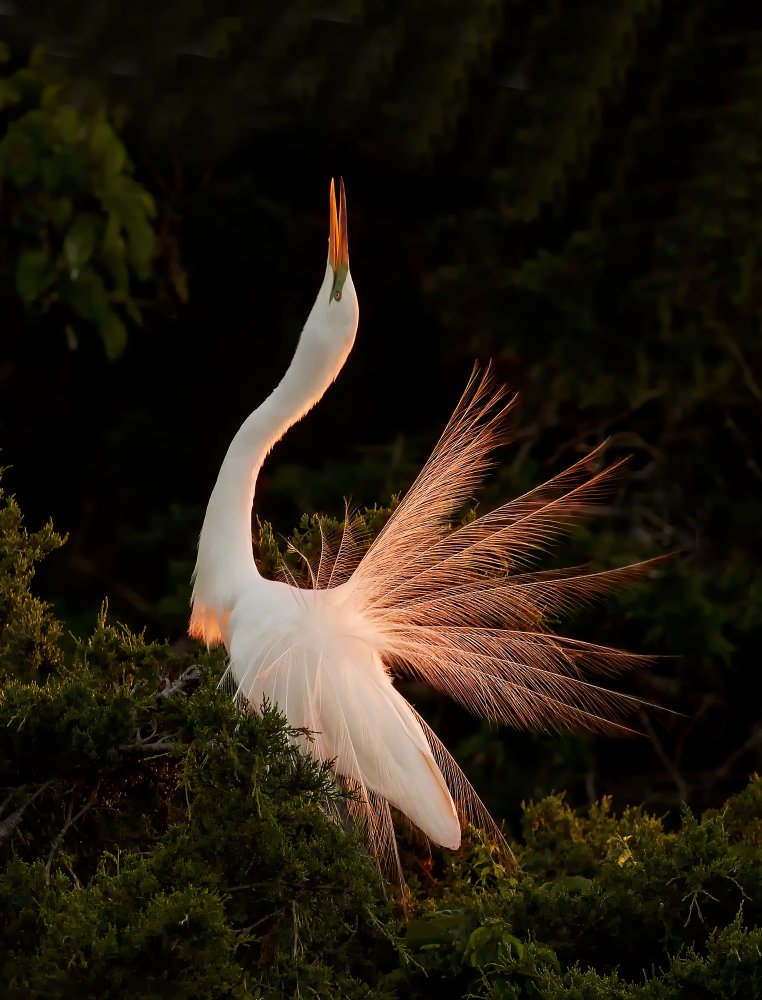Golden Egret Display by Feng Qin — canvas wall art